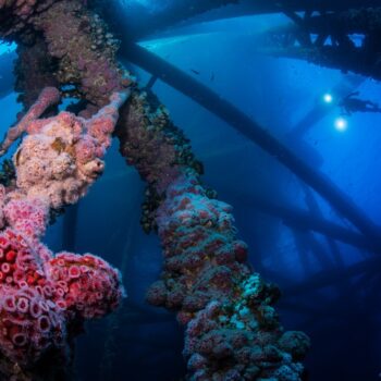 Rigs to Reefs With Amber and Emily