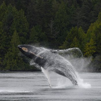 The Giants of the Sea: Snot, Spouts & Science!
