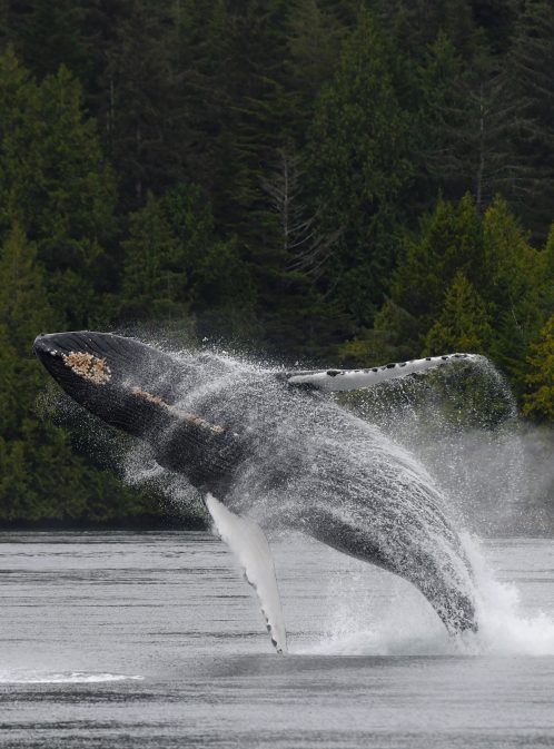 The Giants of the Sea: Snot, Spouts & Science!