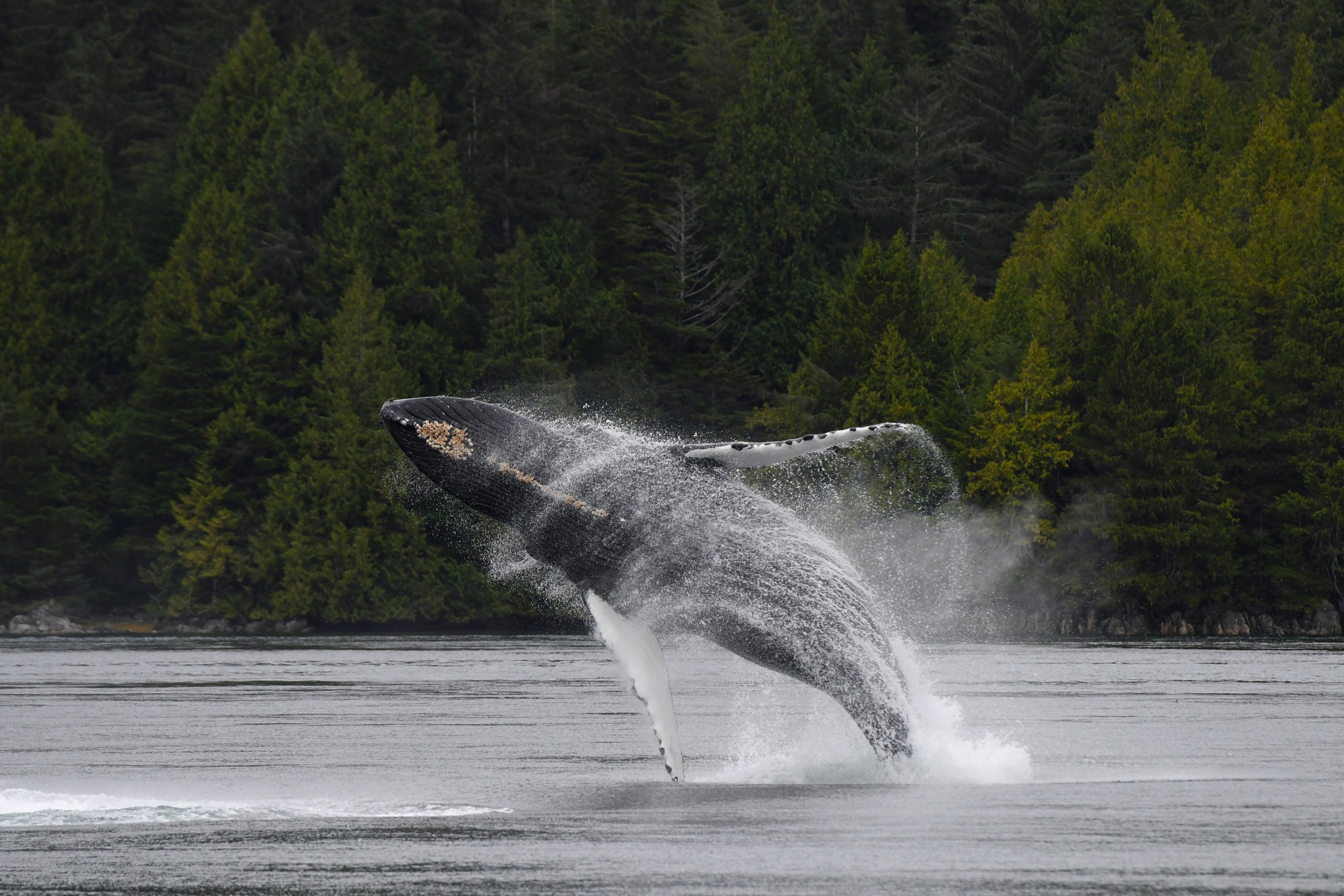 The Giants of the Sea: Snot, Spouts & Science!