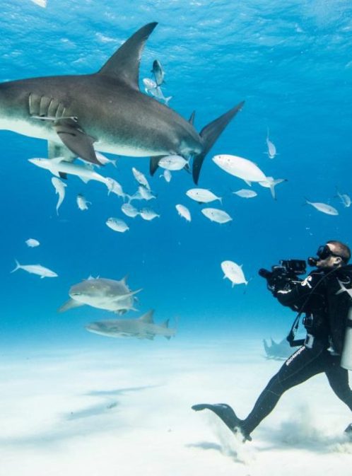 Filming Sharks With Cinematographer Andy Casagrande