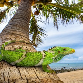 Daily Dive # 199 | How Did Land Iguanas Travel 5,000 Miles to Colonize Fiji?