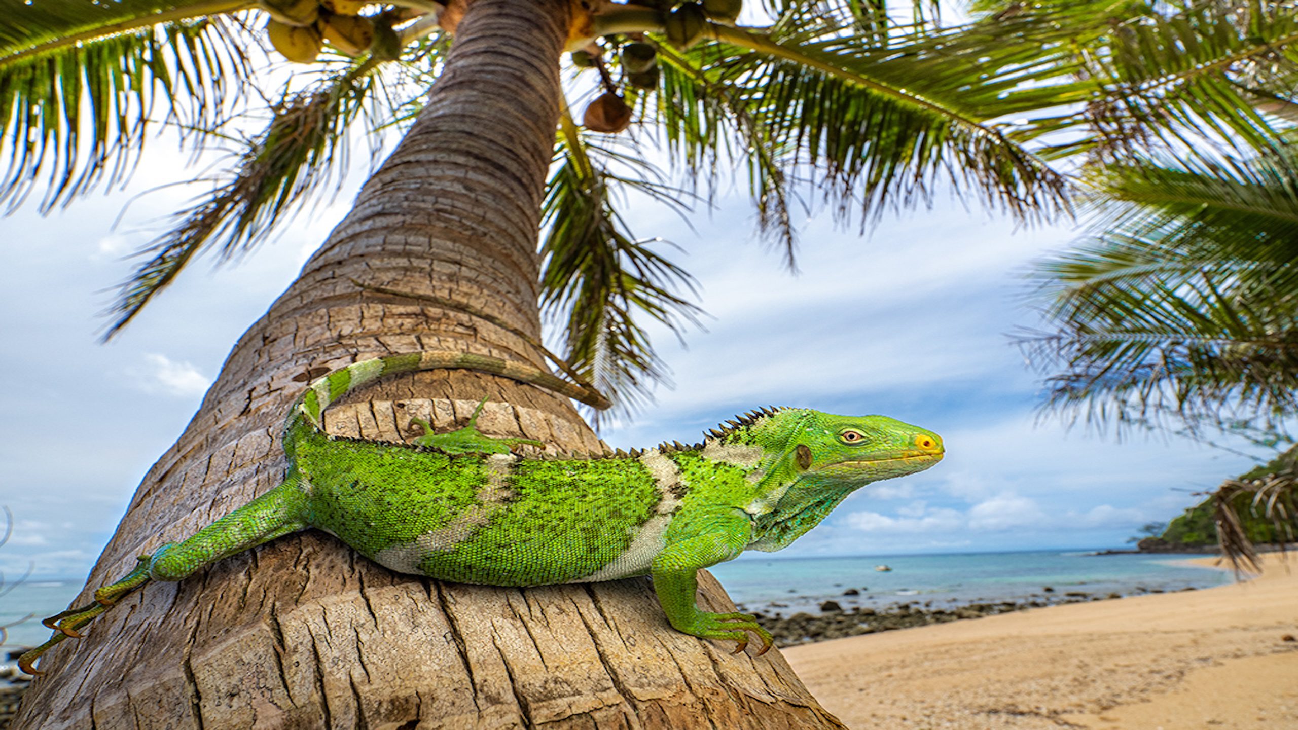 Daily Dive # 199 | How Did Land Iguanas Travel 5,000 Miles to Colonize Fiji?