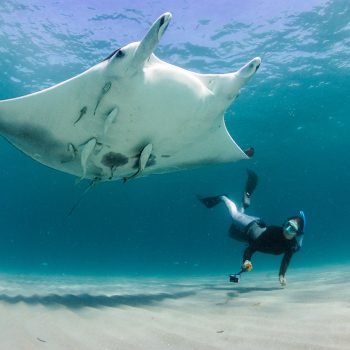 The Florida Manta Ray Project with Jessica Pate