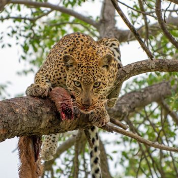 On the Trail of Lions, Leopards and Wild Dogs in Greater Kruger