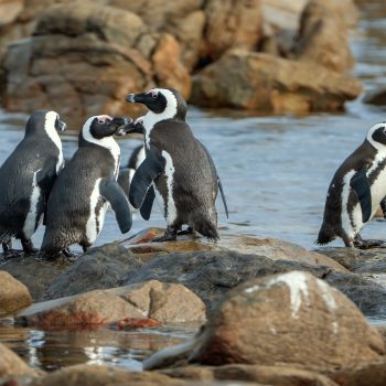 Daily Dive # 200 | Visiting the African Penguin Colony on Dyer Island