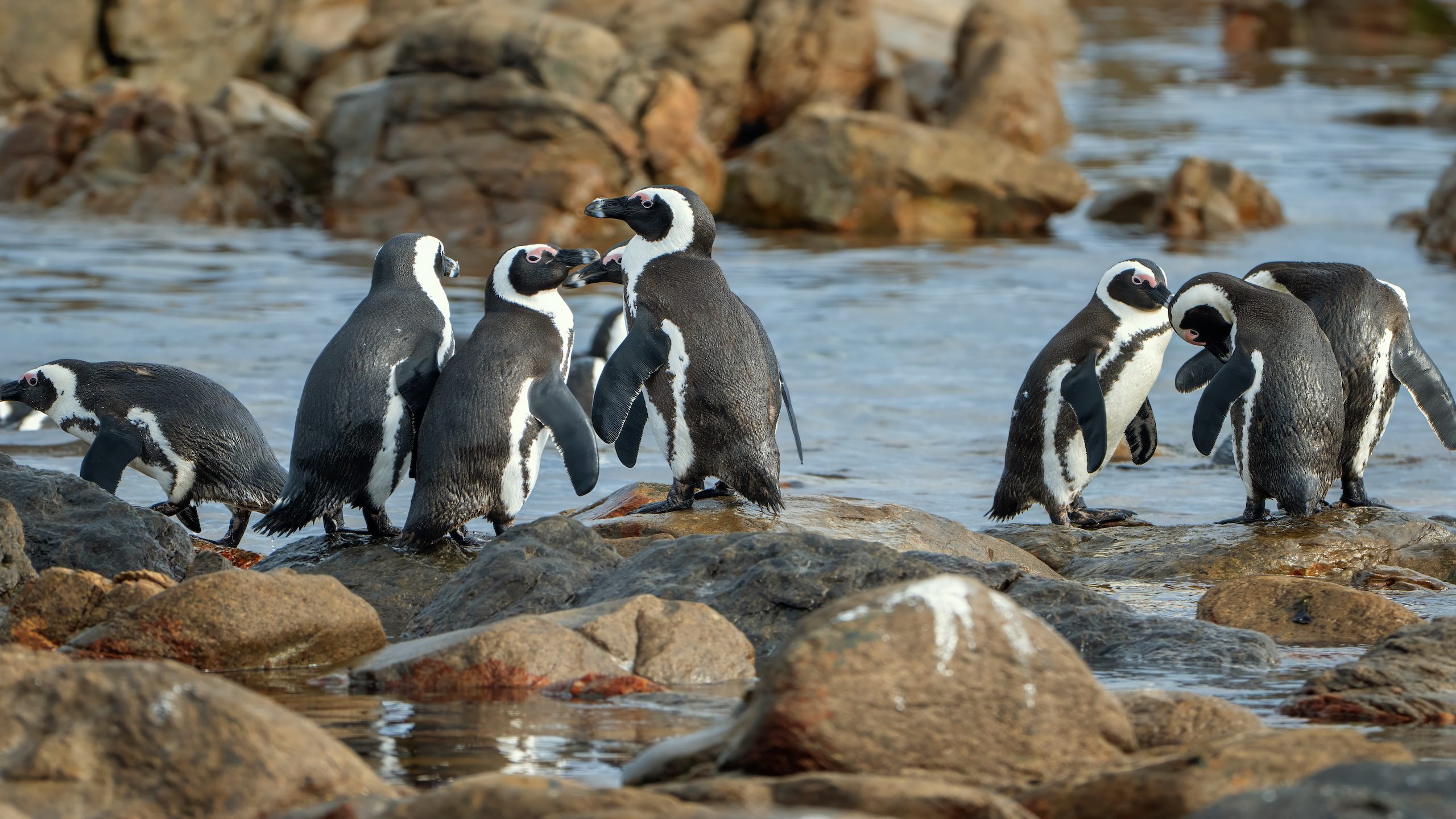 Daily Dive # 200 | Visiting the African Penguin Colony on Dyer Island