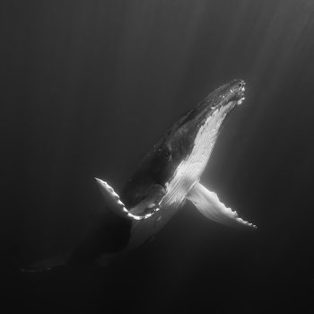 Darwin200: Our Most Thrilling Ocean Adventures