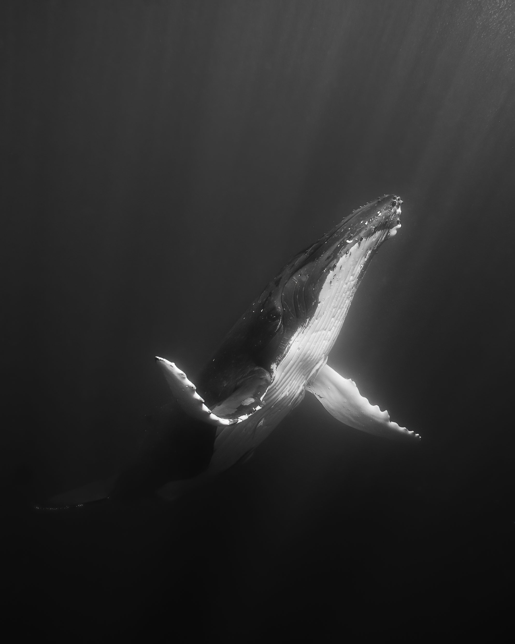 Darwin200: Our Most Thrilling Ocean Adventures