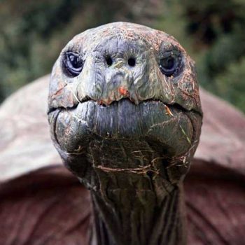 World’s Most Exciting Classroom Episode 081: Meet Jonathan the Giant Tortoise