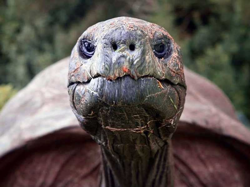 World’s Most Exciting Classroom Episode 081: Meet Jonathan the Giant Tortoise
