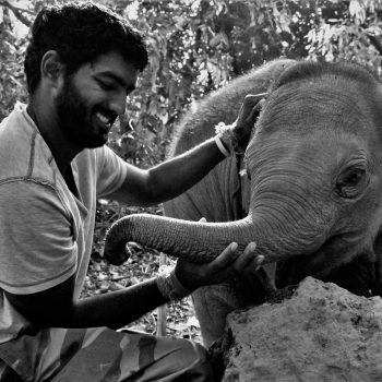 Coexisting With Elephants With Sateesh Venkatesh