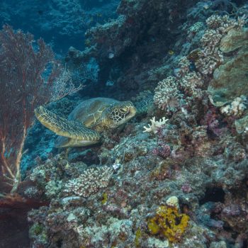 Saving Ocean Wildlife With Alanna Waldman Carrow of the WWF