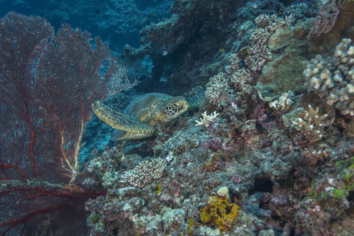Saving Ocean Wildlife With Alanna Waldman Carrow of the WWF
