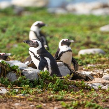 Daily Dive # 220 | Meet the Marine Big 5: African Penguins
