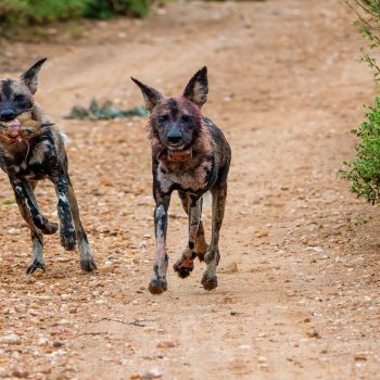 Daily Dive # 224 | On the Hunt With African Wild Dogs