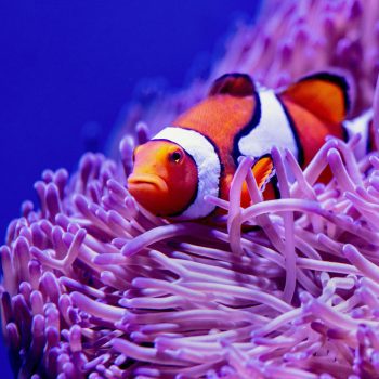 Aquapals: Underwater Friendships