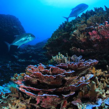 Artful Oceans: Patterns in Motion