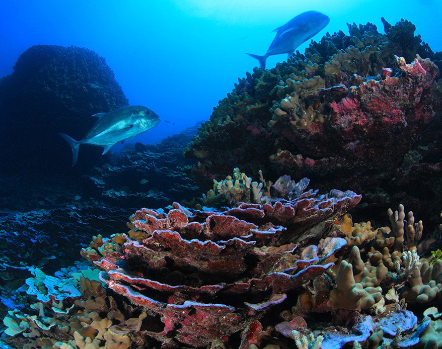 Artful Oceans: Patterns in Motion