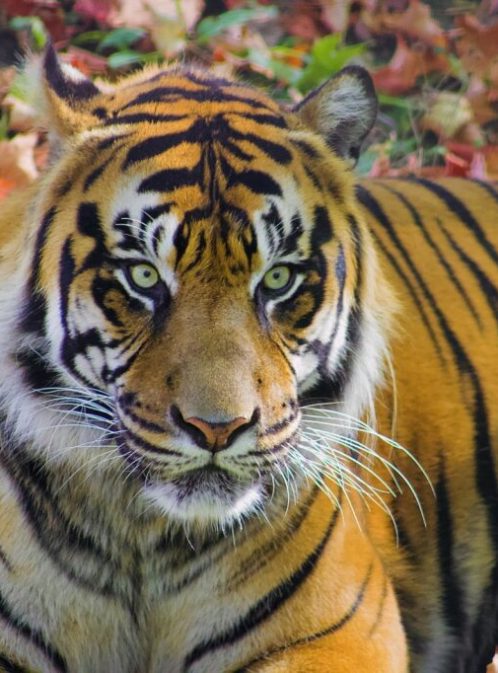 Becoming ONE: We are ALL Guardians of Wild