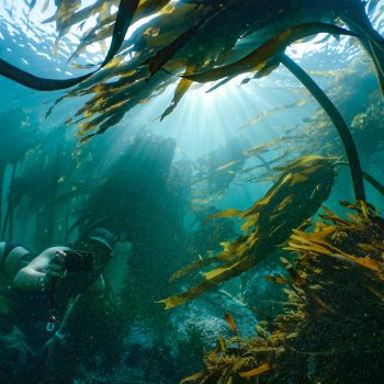 Exploring South Africa’s Kelp Forests With Pippa Ehrlich