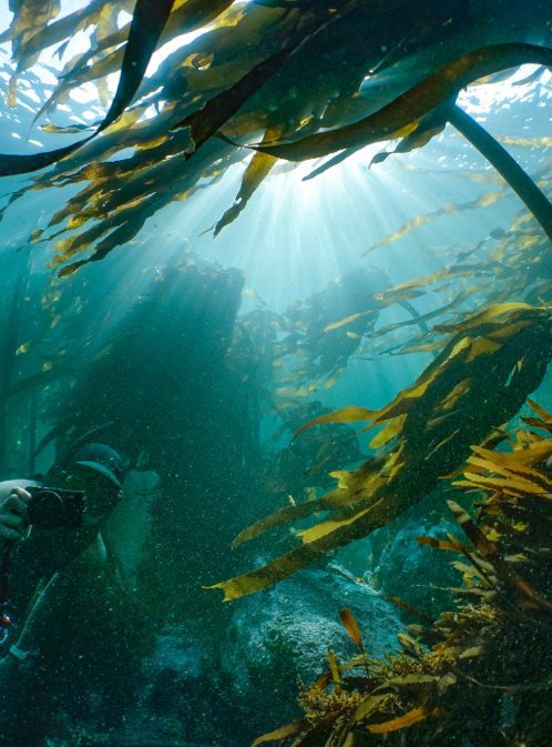 Exploring South Africa’s Kelp Forests With Pippa Ehrlich