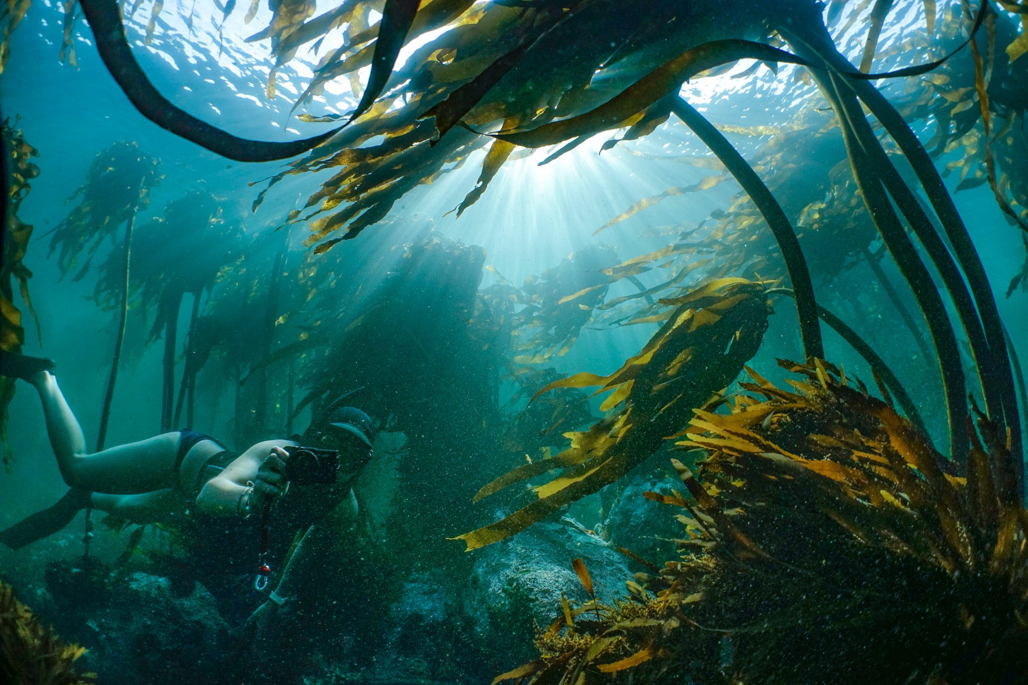 Exploring South Africa’s Kelp Forests With Pippa Ehrlich