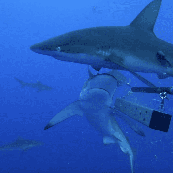 Daily Dive # 231 | Darwin200 Leg 30: St Helena to Ascension