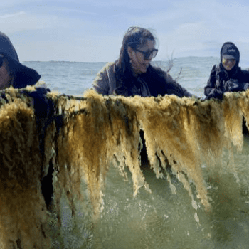 Grow with the Flow! Indigenous Knowledge and Seaweed Farming