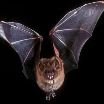 Bat Basics With Ellen Whittle