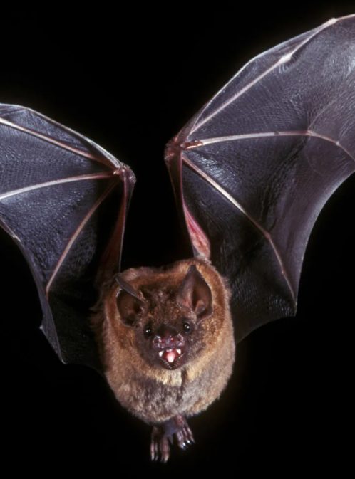 Bat Basics With Ellen Whittle