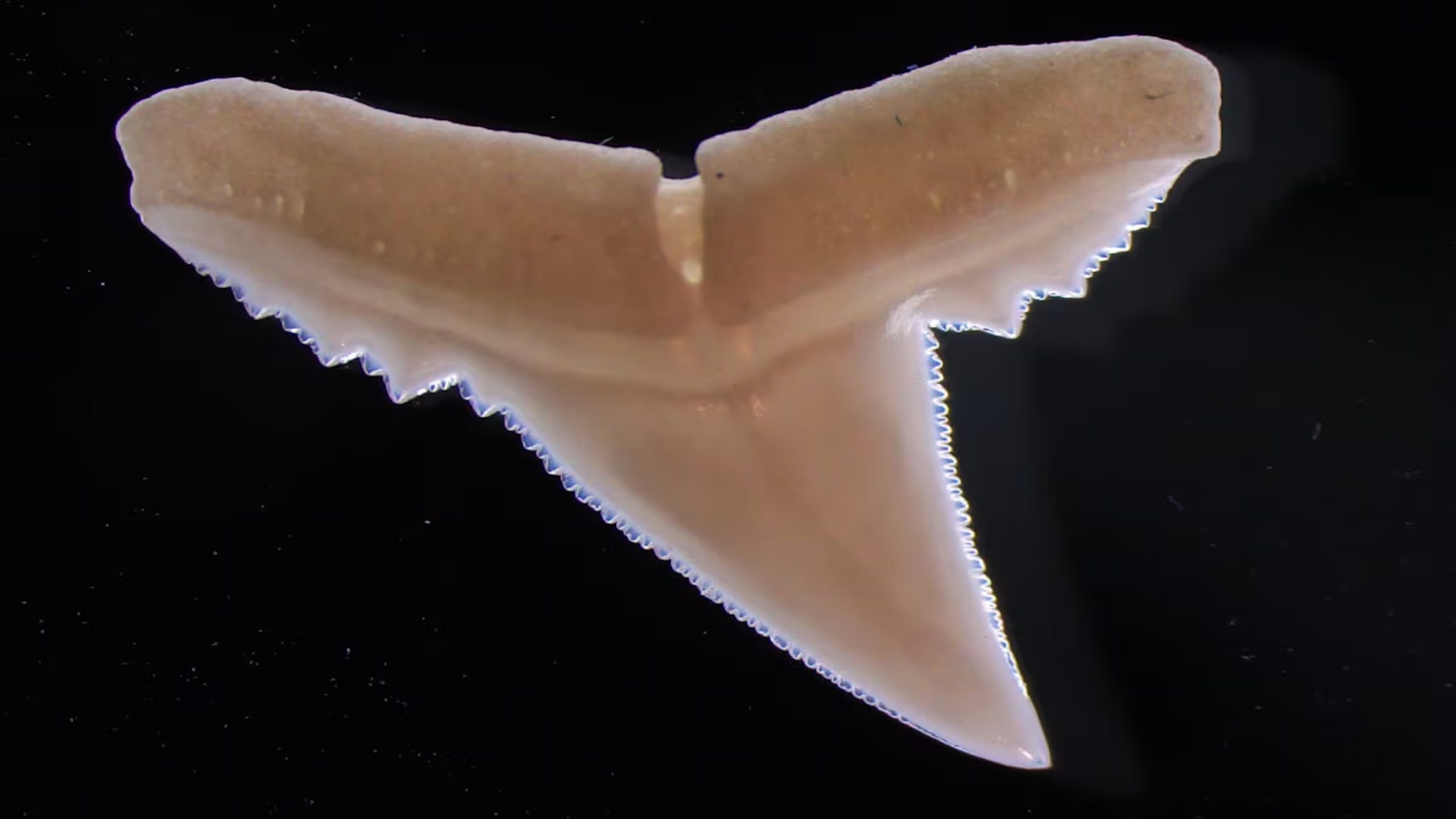 Daily Dive # 230 | Will Ocean Acidification Leave Sharks Toothless?