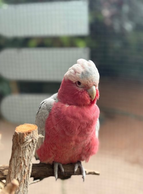 Introduction to One Well-being