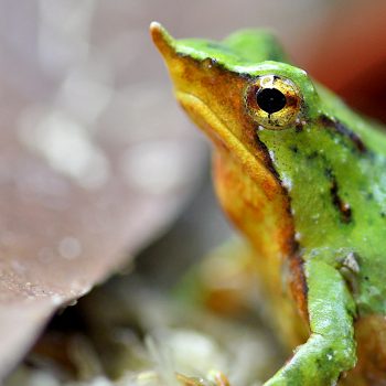 The Race to Save Darwin’s Frog