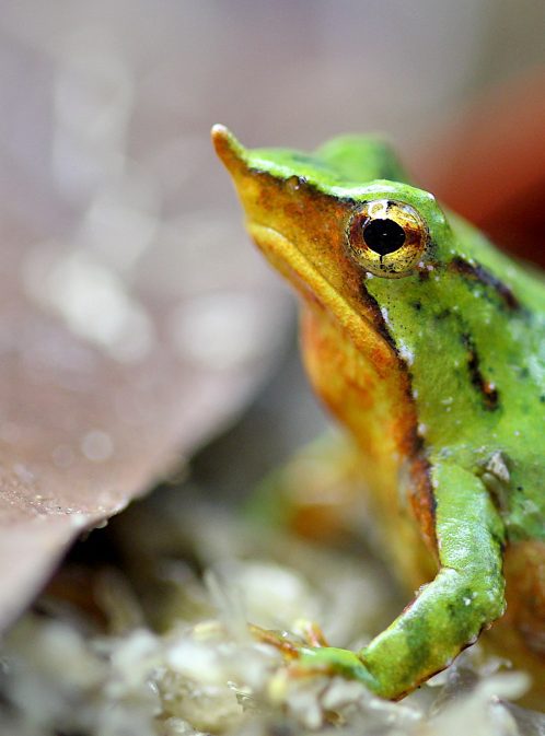 The Race to Save Darwin’s Frog