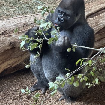 Food Production at the Toronto Zoo