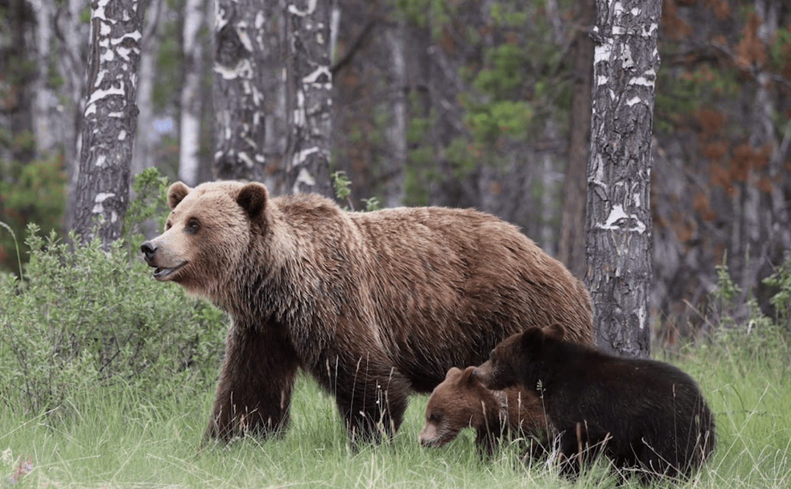 French: À la rencontre des habitants des montagnes : la faune des Rocheuses canadiennes !