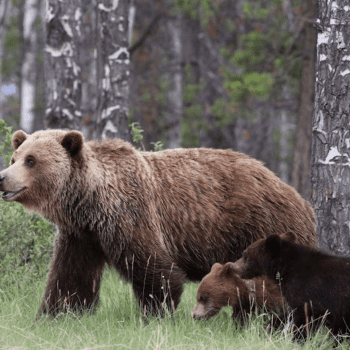 Meet the Mountain Locals: Wildlife of the Canadian Rockies!