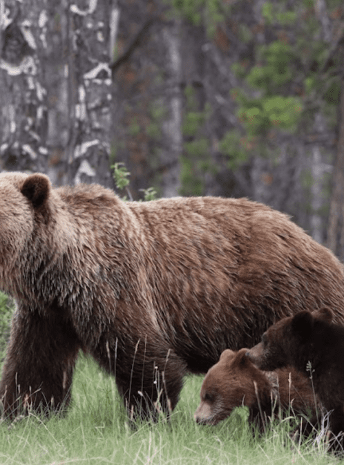 Meet the Mountain Locals: Wildlife of the Canadian Rockies!
