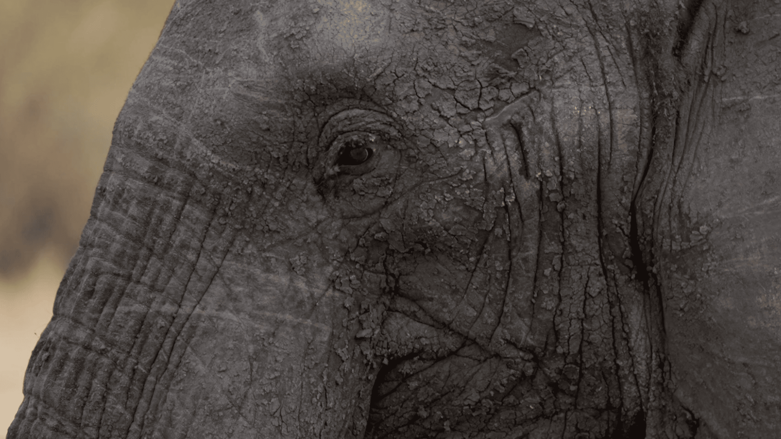 Daily Dive # 248 | How an Elephant Megacarcass Can Influence an Ecosystem