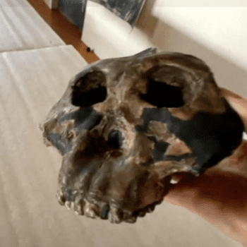 Daily Dive # 254 | Checking Out Some Fossils at the Turkana Basin Institute in Kenya