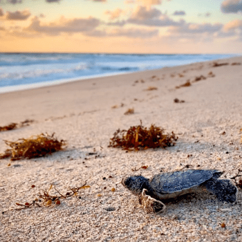 Saving Sea Turtles with Disney