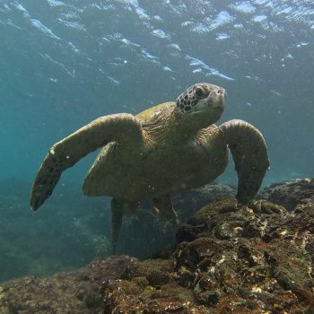 Daily Dive # 252 | Green Sea Turtle Populations on the Rise