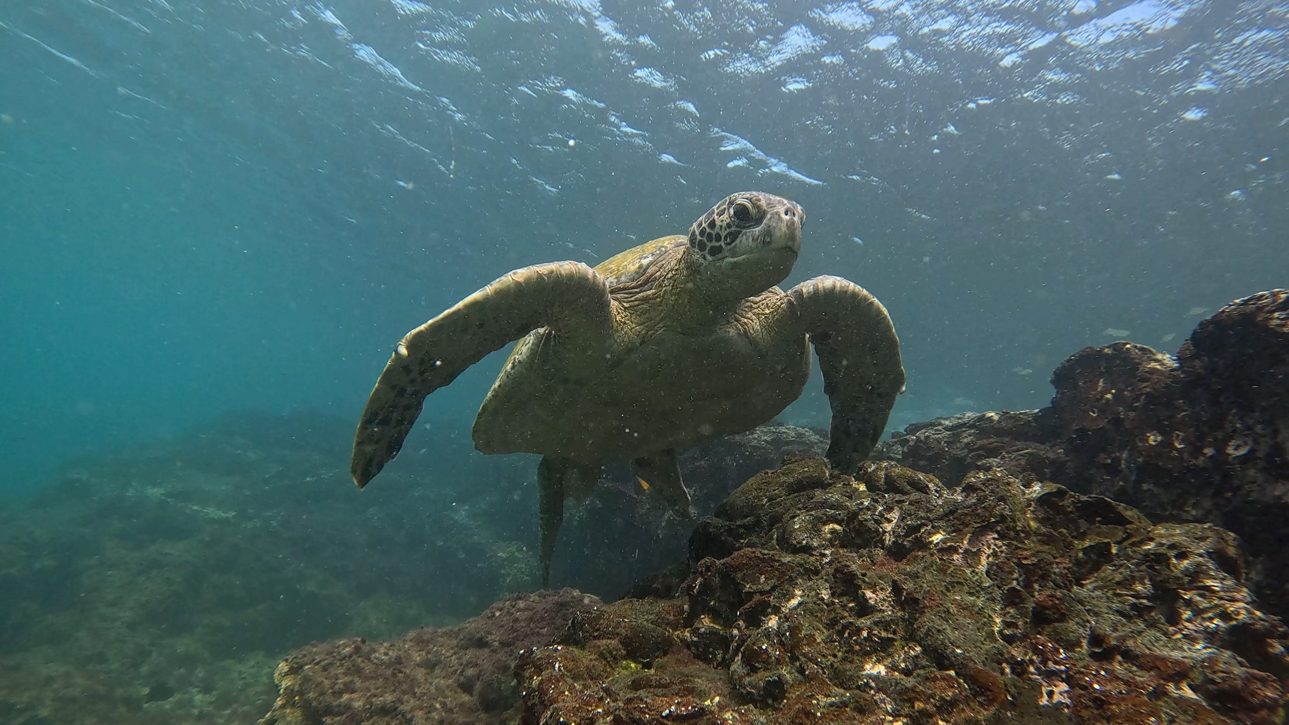 Daily Dive # 252 | Green Sea Turtle Populations on the Rise