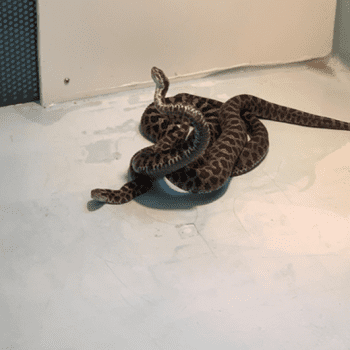 Introduction to One–Nature – Understanding Snake Biology for Breeding Success