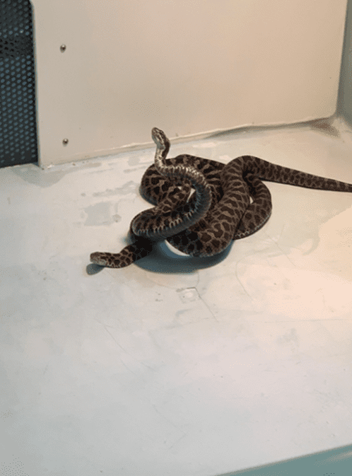 Introduction to One–Nature – Understanding Snake Biology for Breeding Success