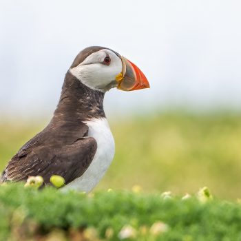 Wild Hope For Puffins