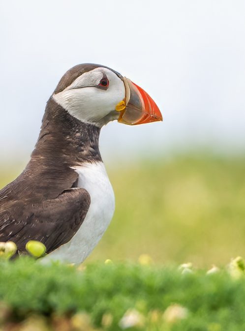 Wild Hope for Puffins