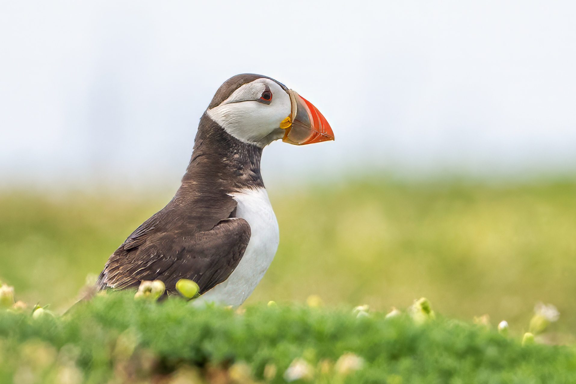 Wild Hope for Puffins
