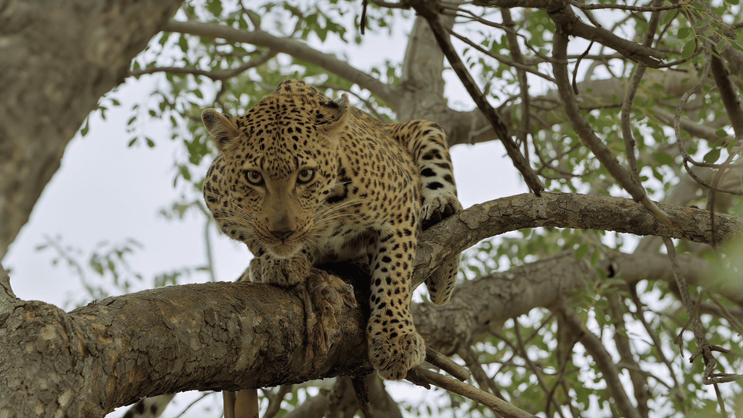 Daily Dive # 249 | Meet South Africa’s Big 5